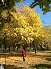 Золото осени