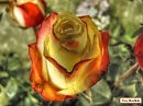 РозаПрозаНе мимоза