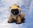 Луни