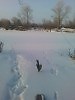 параллель