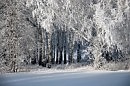 Березы