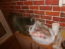 Запах рыбки речной