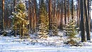 мороз и солнце