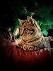 Через 10 часов наступил 2017 год.