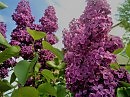 Расцвела сирень в саду
