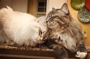 Мама Кошка и Кот-Котейка - исп. Люся Полякова-Закова. сл.Юрия Печёрного, муз.Н.Первиной