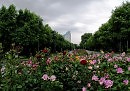 Аллея роз