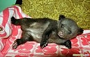 ПАРОДИЯ: Душа поёт, кричит и воет… (18+)