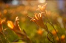 Вечерние лилии