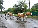 У Сватов или каникулы в деревне (авторская)