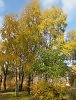 КРАСКИ ОКТЯБРЯ