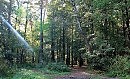 РОБКИЙ ЛУЧ