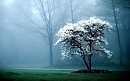 WINTER MUSIC