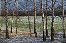 Берёзки в ноябре