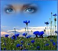 ВАСИЛЬКИ.поёт ВЕРА ЦАРЁВА слова ЛЮДМИЛЫ ХАЧАТУРЯН