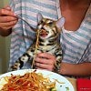 Кошка и про визит к зубному