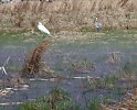 Цапли на болоте (1)