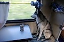 Однажды в поезде - БАСНЯ - автор Нина Ипатова. читает Наталья Первина