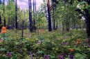 ИЮНЬ