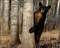 ПАРОДИЯ: С рассветом  вспоминаю о конце…