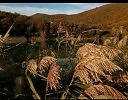 Камыши