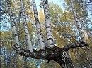 Вы такое видели?😊