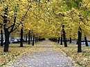 ЛИПЫ ОСЕНЬЮ