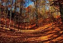 Пахнет в лесу грибами и прелью...