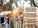 Кот гуляет по забору (Максим Сафиулин)