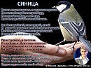СИНИЦА (Максим Сафиулин)