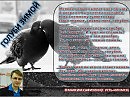 Голуби зимой