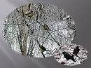ЗАДОРНЫЕ СИНИЧКИ