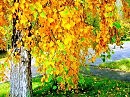 В сердце осенняя грусть