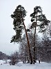 ЗИМНЕЕ
