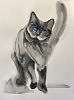 Кот