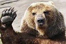 Весенний медведь