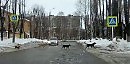 Собаки на переходе аки битлы на Эбби-роуд