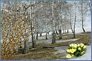 Ждем от весны приветы (Исп. Александр Ломтев)