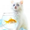 Про кошку, которая не пьет молоко
