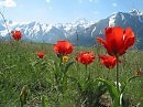 СИМВОЛ СТРАСТНОЙ ЛЮБВИ