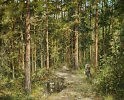 Лесными тропами
