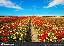Не гулять мне во поле широком