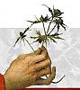 Звезда Чертополох (Сл.Натальи Разувакиной, муз.Владимир Узланер)