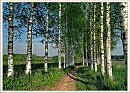 Русские берёзы