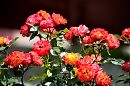Никто не любит нас, как мамы… ст.  прислал  ст. Олег  Чёрный