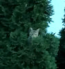 ТИМОФЕЙ