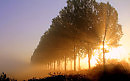 Morning Light