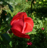 Юная королева
