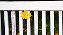 Autumn Leaves (J.Kosma) acoustic lounge guitar