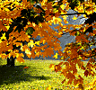 🍂   ОСИНА  ЗОЛОЧЁНАЯ...